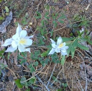 Meet your Posher, Peggy